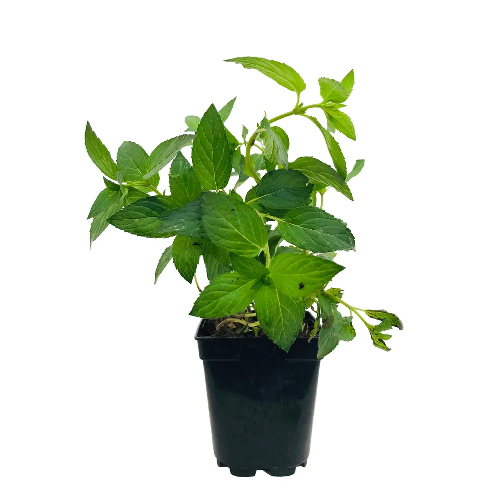 Plant de menthe poivrée : pot de 1 litre